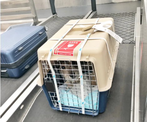 南京宠物托运 宠物托运公司 机场宠物托运 宠物空运